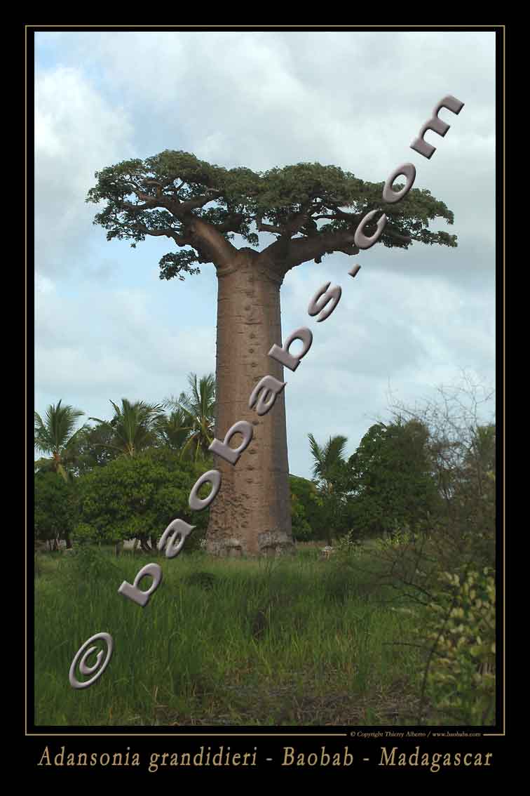 Adansonia Grandidieri - JungleKey.fr Wiki