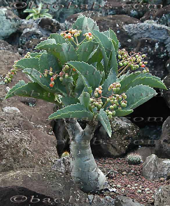 Cyphostemma bainesii