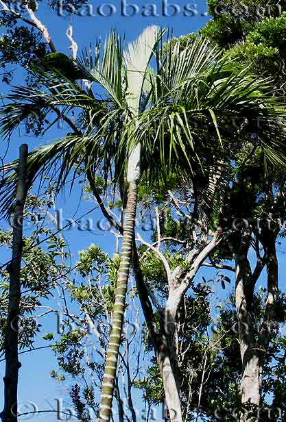 Dypsis saintelucei