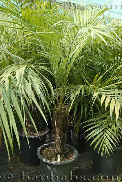 Dypsis crinita