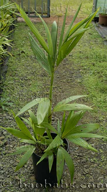 Dypsis florencei