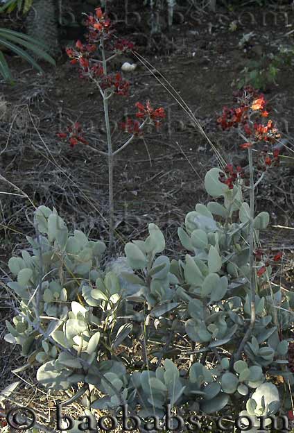 Kalenchoe bracteata