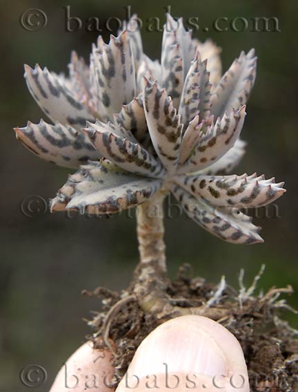 Kalenchoe daigremontiana var. brevifolia