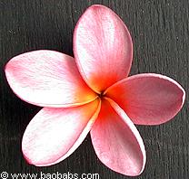 Plumeria rubra PINK DISCRETE