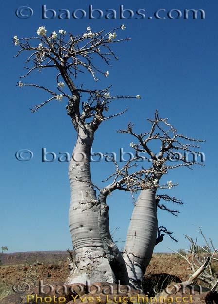 Pachypodium lealii