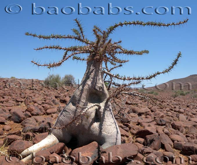 Pachypodium lealii