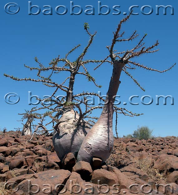 Pachypodium lealii