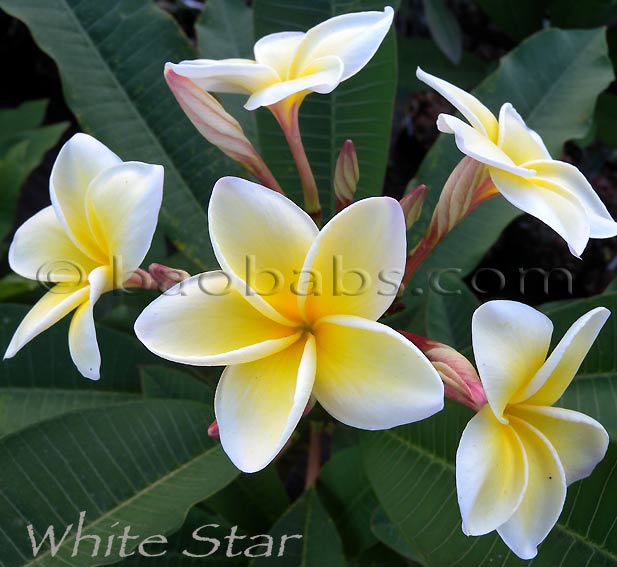 ROOTED PLUMERIA PLANT Seedling "Salmon Brown" 2-3" 