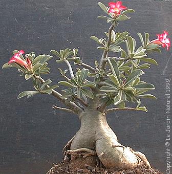 Adenium or Desert Rose