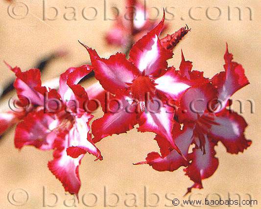 pure adenium multiflorum