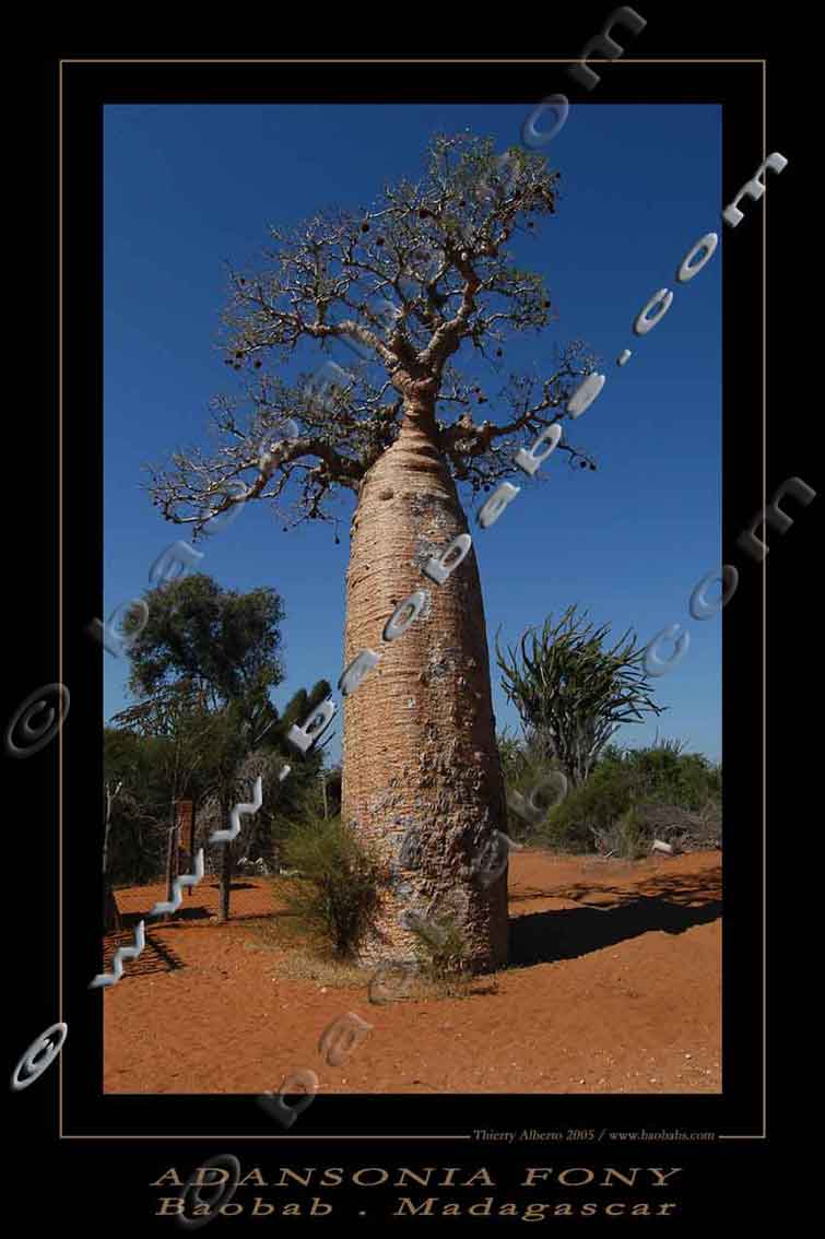 Adansonia fony poster