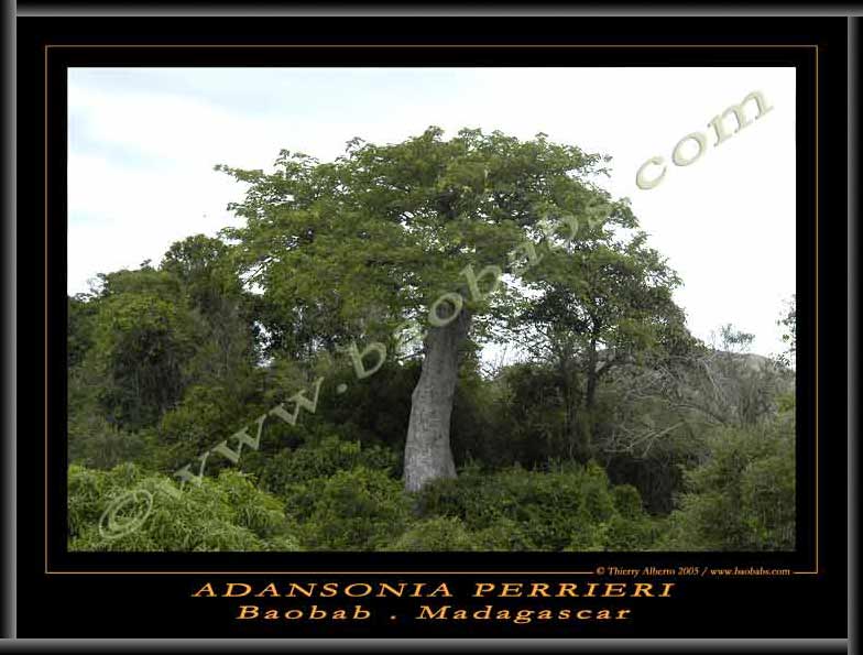 Adansonia perrieri poster