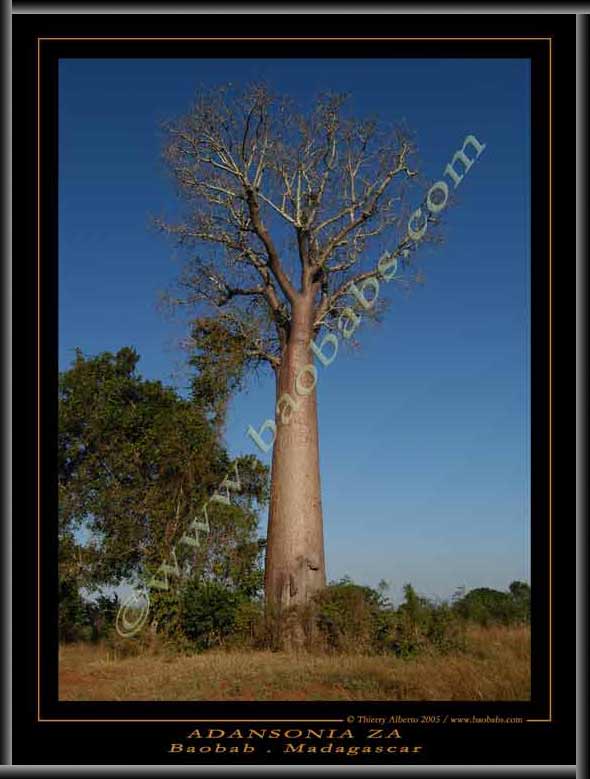 Adansonia za poster