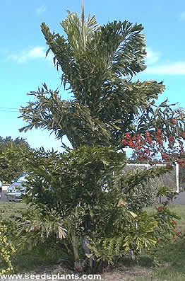 Caryota mitis