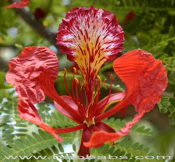 Delonix regia