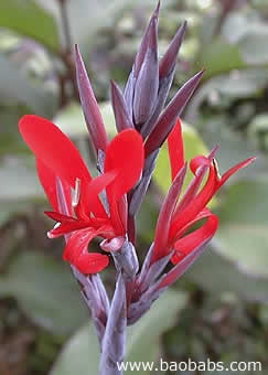 Canna indica Sunset