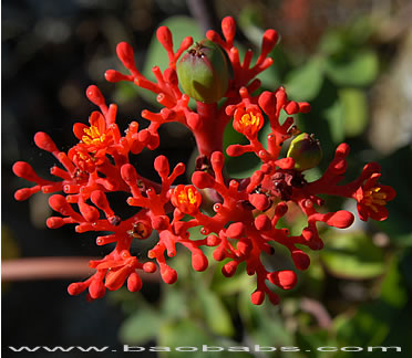 Jatropha podagrica