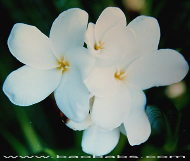 Plumeria alba