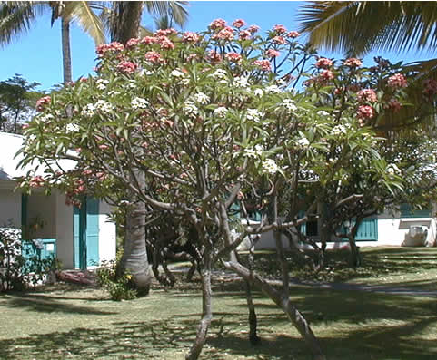 Plumeria rubra