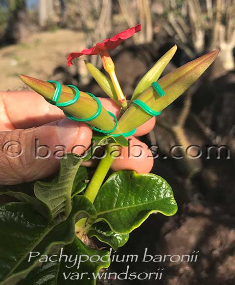 Pachypodium baronii var. windsorii