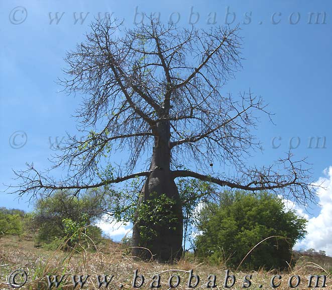 Adansonia madagascariensis 