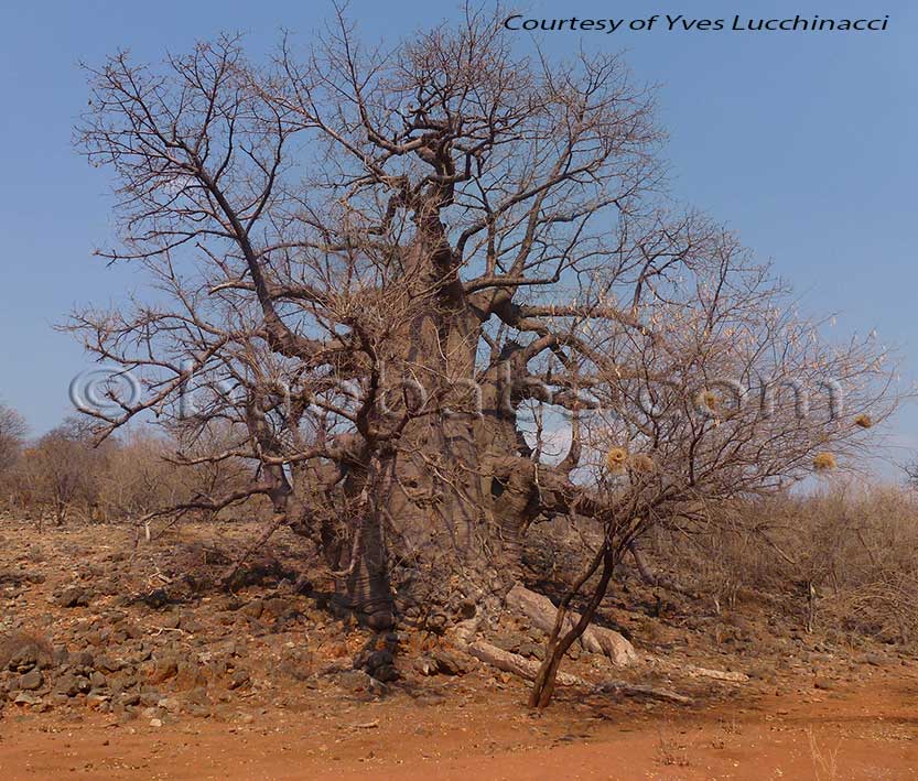 Adansonia kilima