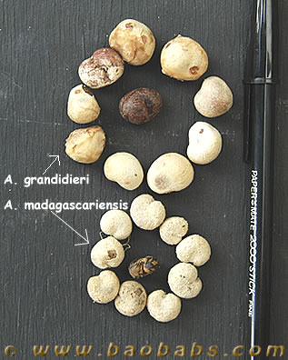 seeds of Adansonia madagascariensis compared to seeds of Adansonia grandidieri